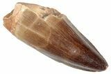 Fossil Mosasaur (Prognathodon?) Tooth - Morocco #286281-1